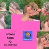 Micro Squirrels - African Pygmy dormice - females, HIGH pied and standard, white tip and ringtails!