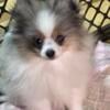 Akc blue Merle Pomeranian puppy