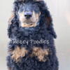 AKC Phantom Mini Poodle Puppy