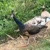 Pheasants and Peafowl for sale