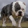 Blue Tri Stud ABKC XL Bully