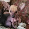 Mexican hairless