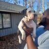 XL AMERICAN BULLY PUPPIES READY