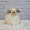 Holland Lop Bunnies Available Now!
