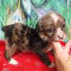 Toy and small mini Aussie Doodle puppies !