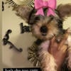 3 Female Yorkies looking for new home