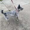 Female blue heeler 