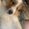 AKC Registered Collie Puppies