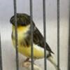 Gloster canaries