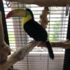 Marvelous Toucans - Create a Rainforest Aviary