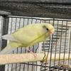 Kakariki mutation
