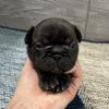 Raider -Brindle  Male- KY BlueGrass Frenchies Kentucky French Bulldog