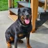 Rehoming German Rottweiler 16 months AKC Male and 2 year old female