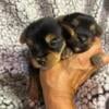 Available 2 male yorkie