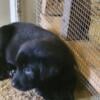 AKC Registered Black Male Labrador Retriever Puppies