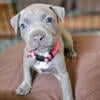 Beautiful Pitbull Terrier Puppies $650 ea OBO - Available 6.28.2024