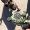 German shepherd puppies puppy 500$