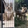 Pups bulldog bully for sale inbox me solid an Merle different price