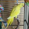 Ringneck female 