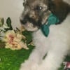 white pretty standard (AKC) poodle puppy for sale