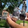 Pakistani pigeons