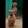French mastiffs for adoption black mask males