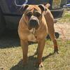 African Boerboel ( Mastiff ) male