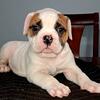 NKC 6 wks male 