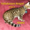 Tallahassee Bengal cat's (kittens for sale)