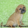 Puggle Puppies! $450 Ready to go now