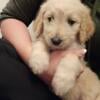 F1B Goldendoodle puppies for sale