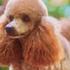 Male toy poodle 