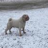 Stud milkshake Rocky