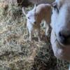 Purebred Cheviot lambs