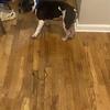Frenchie
