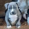 For sale american bully pups  ukc registered