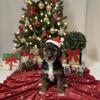 Charlie – FEMALE – Mini Doodle Mix – $1,100 OBO