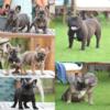 French Bulldog Puppies ~ Tampa Florida ~ AKC ~ Home Raised