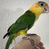 White bellied/lime thigh caique