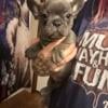 AKC registered French Bulldog puppies 