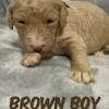 Pippa's Brown Boy - F1b Standard Goldendoodle - Morehead, KY