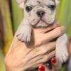 Tinklebell Female 8 weeks Frenchie Bulldog Puppy 8 weeks old