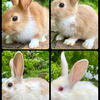 Bunny rabbits for sale 