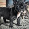 Beautiful Merle and tri Frenchie puppies