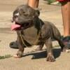 American bully female