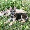 AKC German shepherd puppies