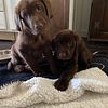 Chocolate Lab Puppies