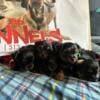 Yorkie puppies for sale