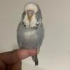 English Budgies babies and more