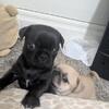Pug puppies 